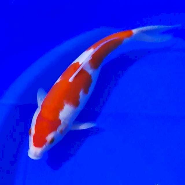 KOHAKU SQ 30CM