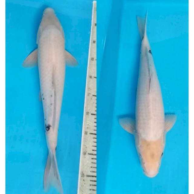 Shiro jumbo 45 cm