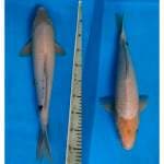 Shiro jumbo 45 cm