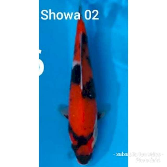 Showa 30 cm