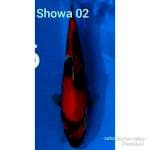 Showa 30 cm