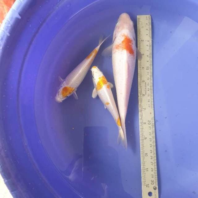Mix kohaku hariwake