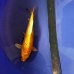 Yamabuki ogon 17 cm