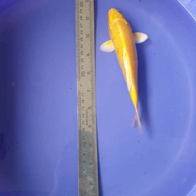 Yamabuki ogon 16 cm. Body bagus