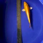 Yamabuki ogon 16 cm. Body bagus