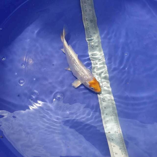 Tancho hariwake ginrin 12 cm