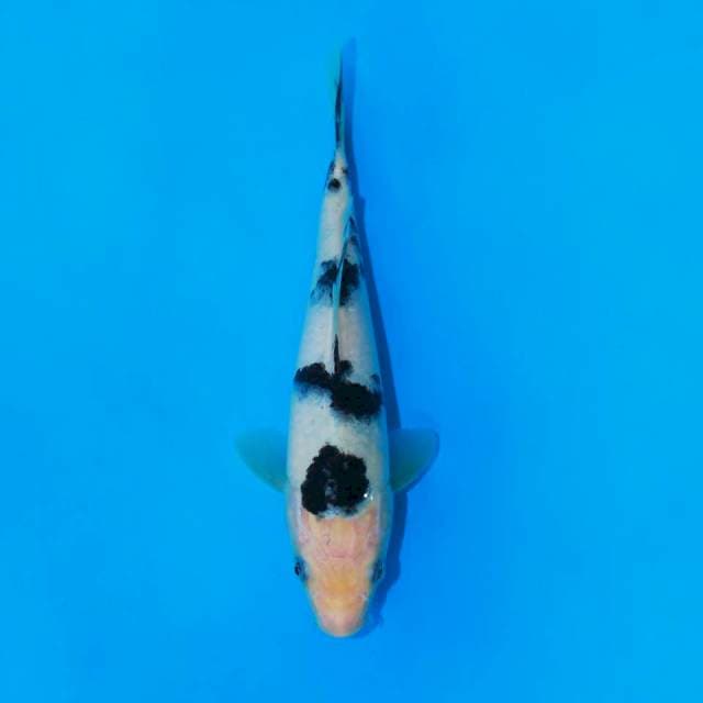 Bekko