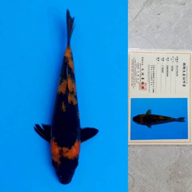 marusei hi-utsuri 13cm certy