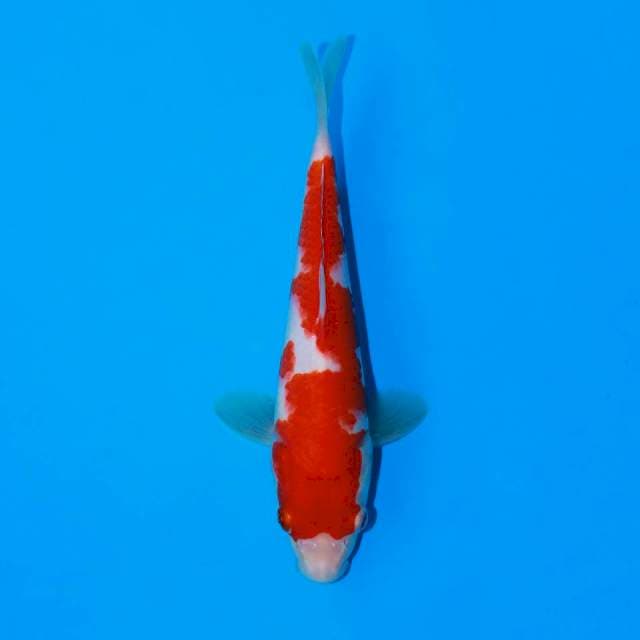Kohaku