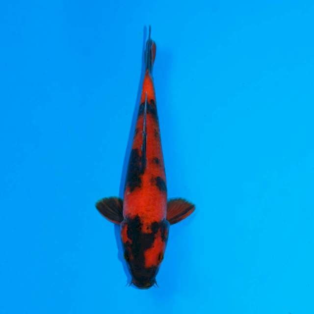 Hi utsuri
