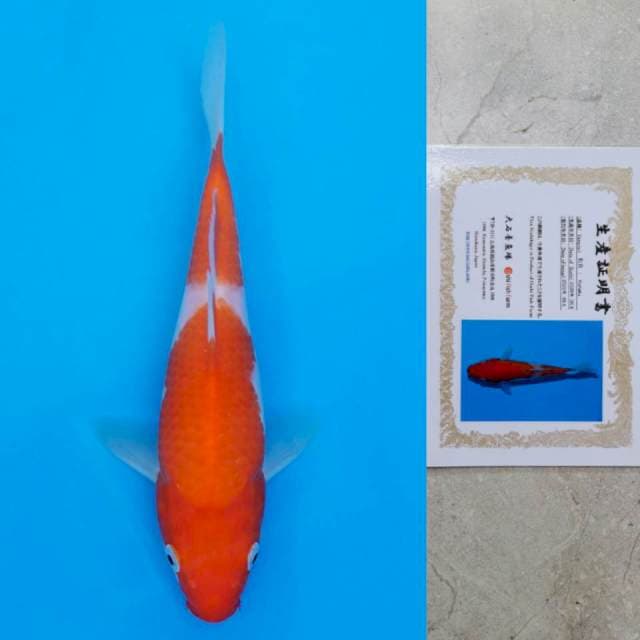 oishi kohaku 18cm certy