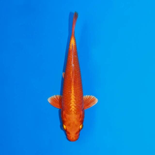 Orenji ogon