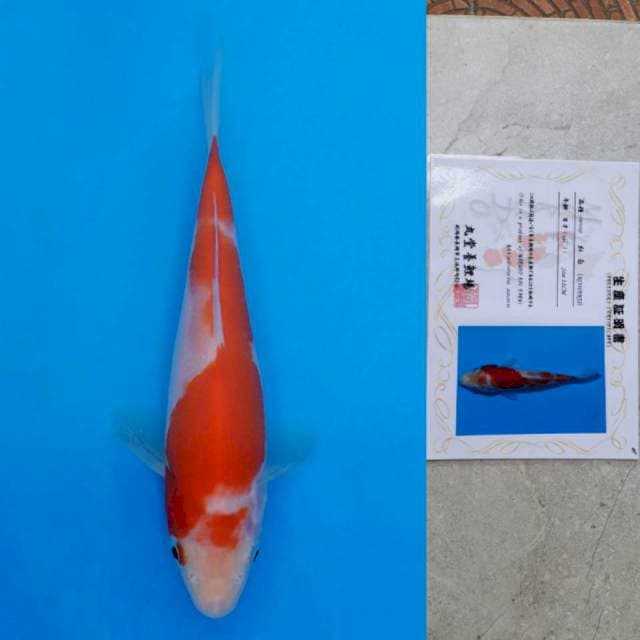 marudo kohaku 16cm certy