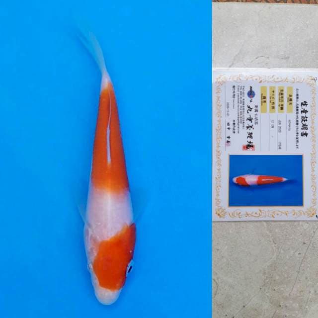 marujyu kohaku 12cm certy
