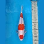 Maruten Kohaku 