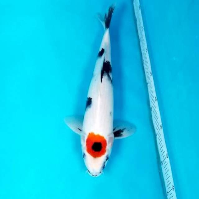 TANCHO SHOWA 36 CM MALE
