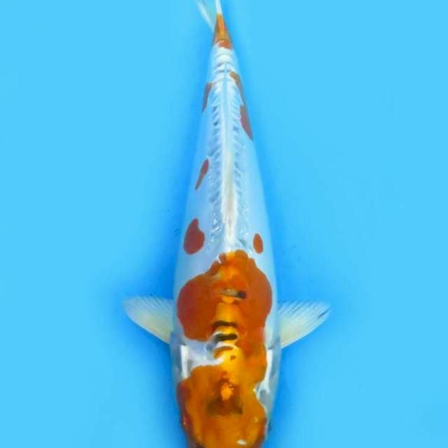 Kikokuryu 31 cm