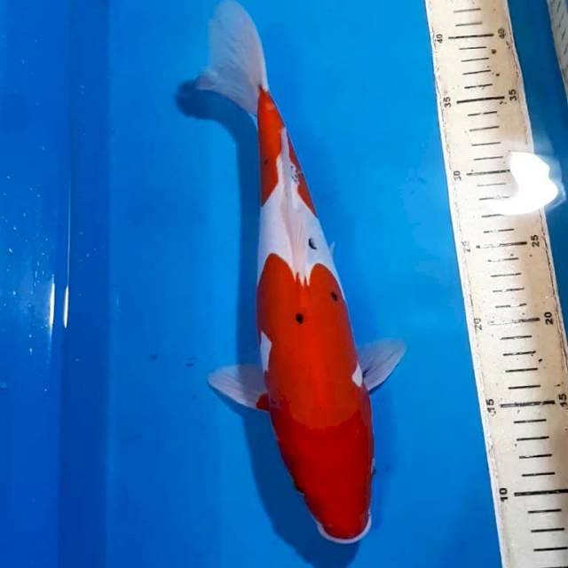 SANKE DOITSU BULKY 33 CM