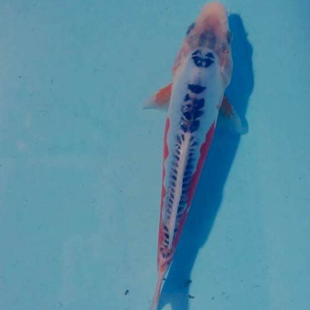 shusui 23