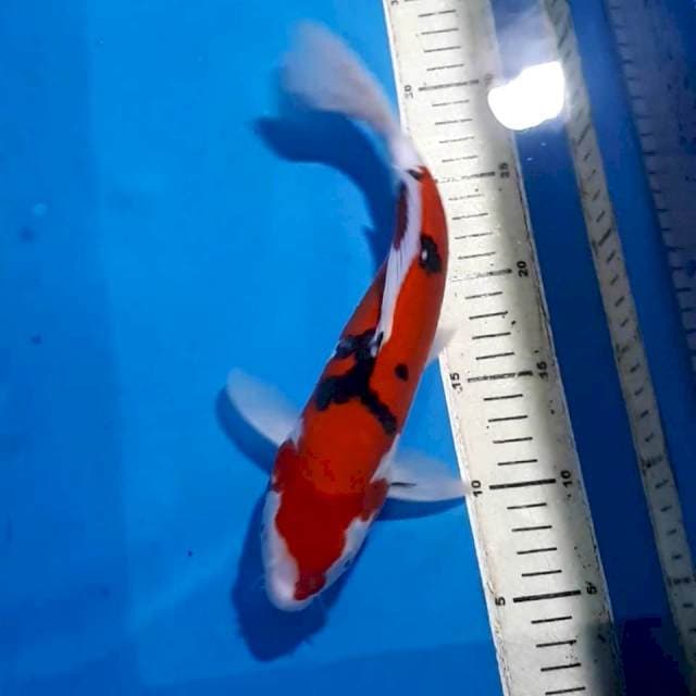 SANKE DOITSU 30 CM