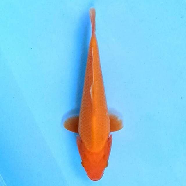 Aka matsuba 16 cm