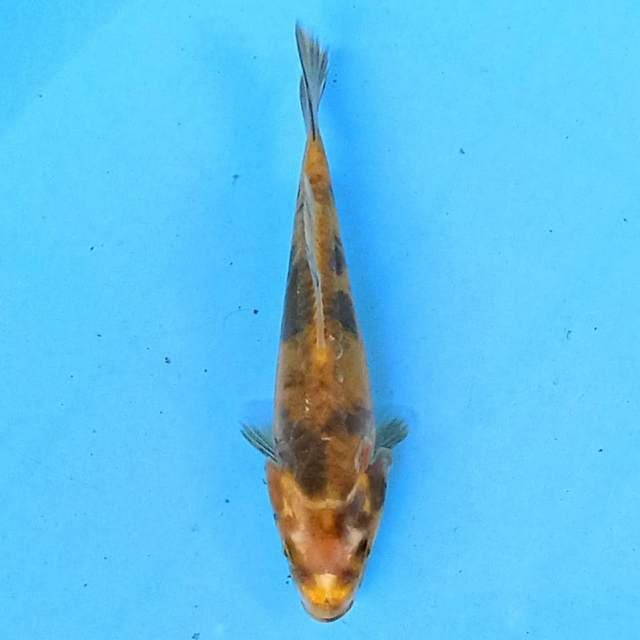 Hikari Utsurimono 14 cm