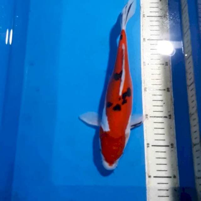 SANKE DOITSU 30 CM