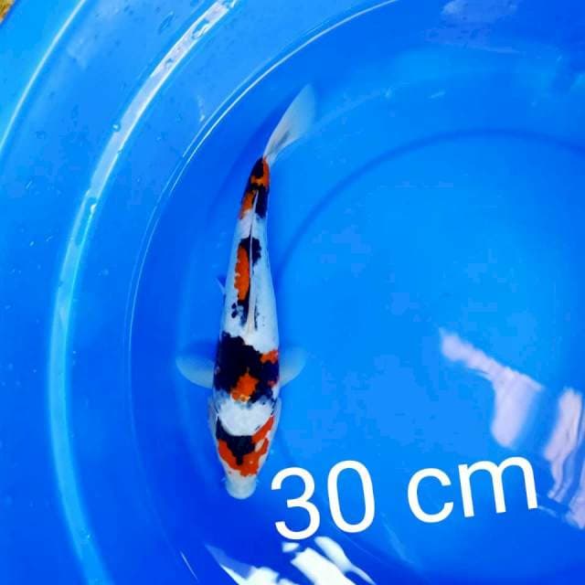 Showa 30 cm