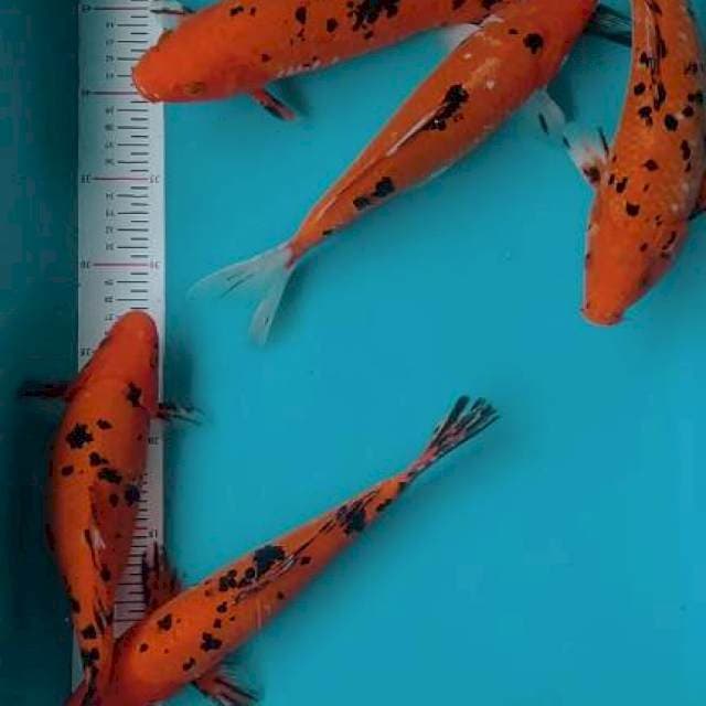*PAKET 5EKOR AKABEKO 25-30CM*