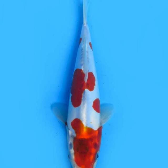 Kikokuryu 21 cm