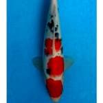Sanke 32cm