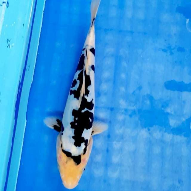 Shiro doitsu 21cm
