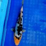 Shiro doitsu 21cm