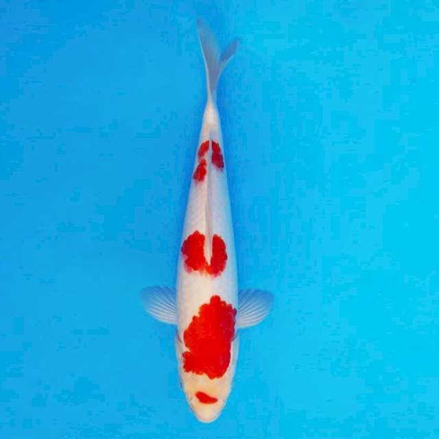 SAKI 2 - Kohaku ®