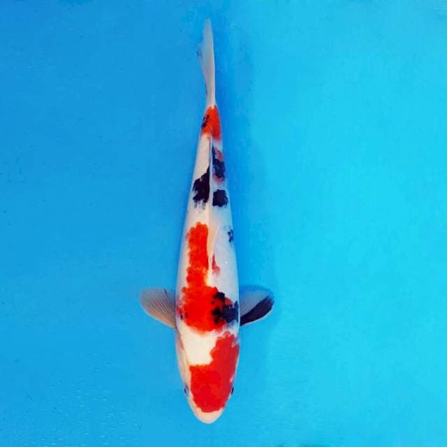 SAKI 5 - Taisho Sanke ®