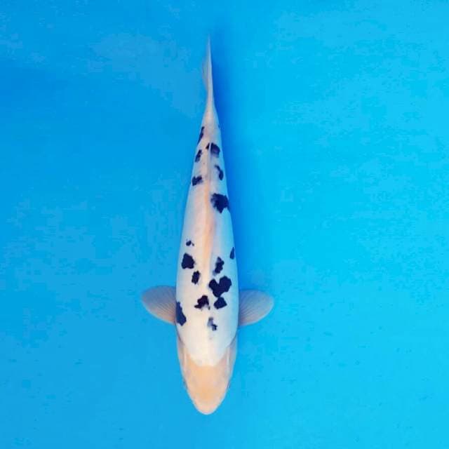 SAKI 9 - Bekko Doitsu ®
