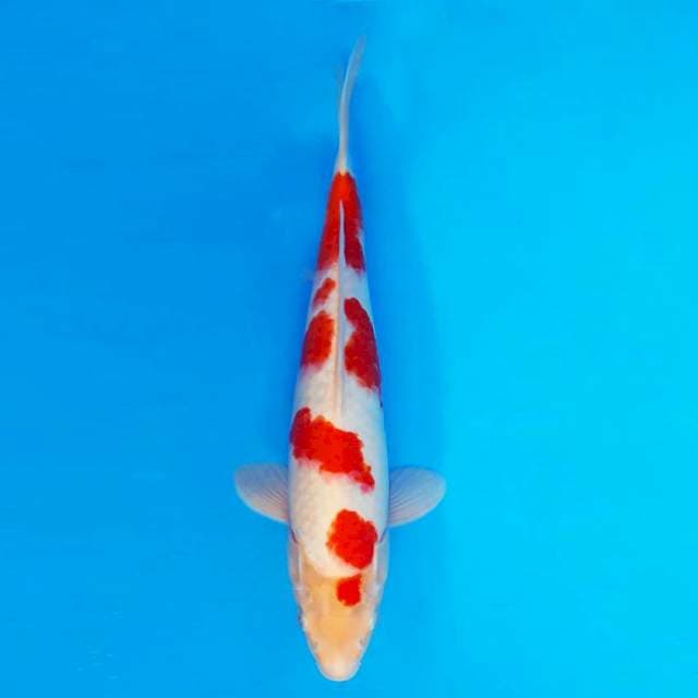 SAKI 10 - Kohaku ®