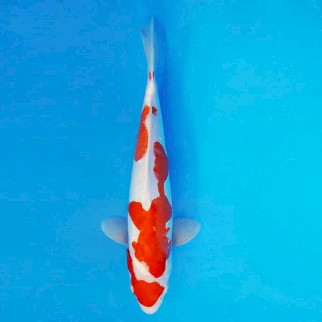SAKI 14 - Kohaku Doitsu ®