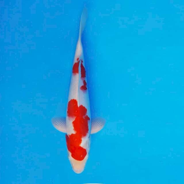 SAKI 15 - Kohaku ®