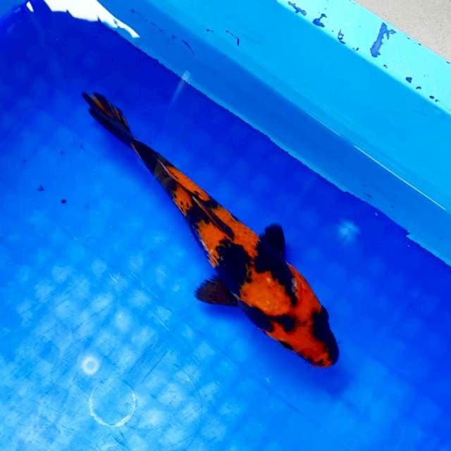 HI utsuri 19cm