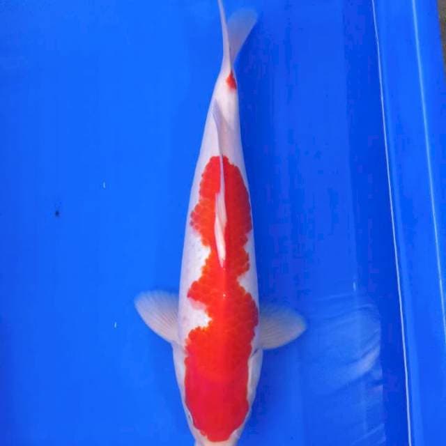 Kohaku body strong merah pol