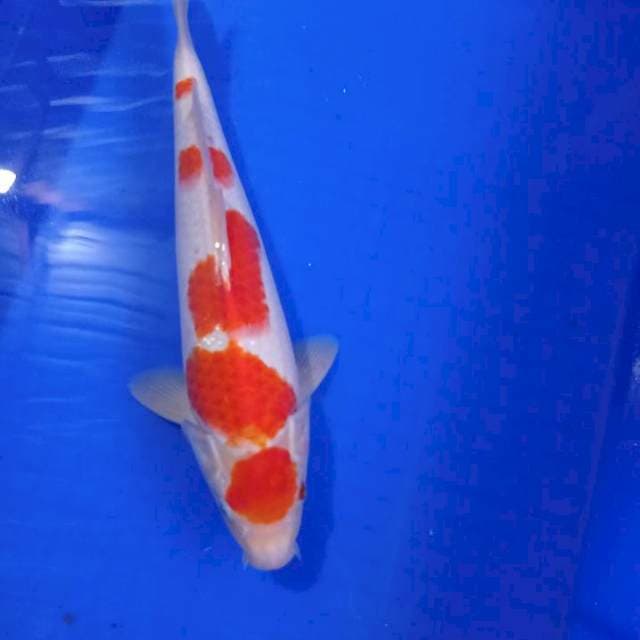 Kohaku maruten