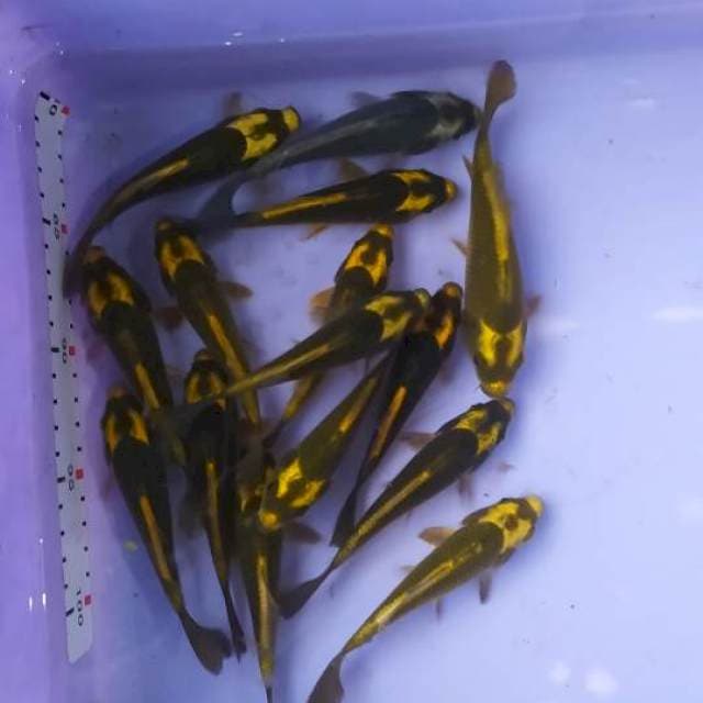 Kabhuto 15ekor 13-15cm