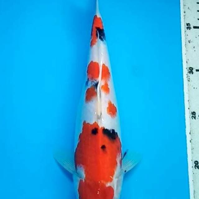 SANKE 28 Cm
