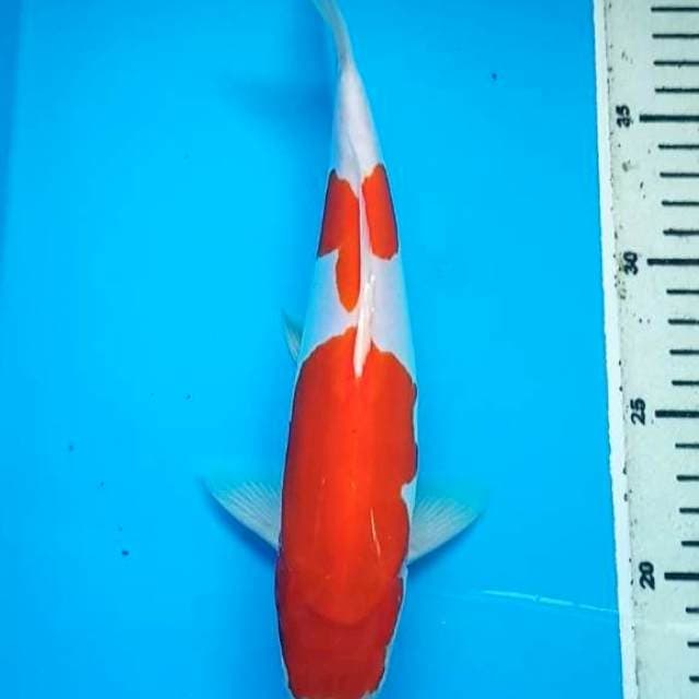 KOHAKU STEPS DUO DOITSU MURNI 27 Cm,  JANTAN