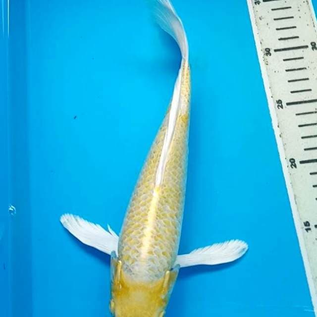 YAMABUKI KUMPAY 30 Cm