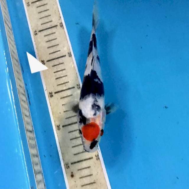 Tancho Showa, 20 cm
