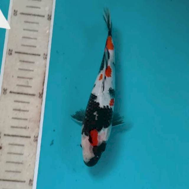 Showa, 19 cm