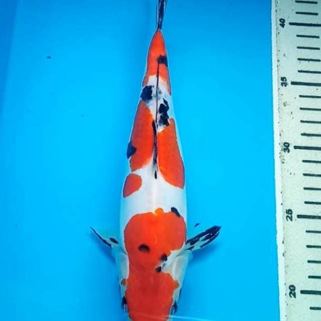 SANKE DOITSU BULKY 27 Cm