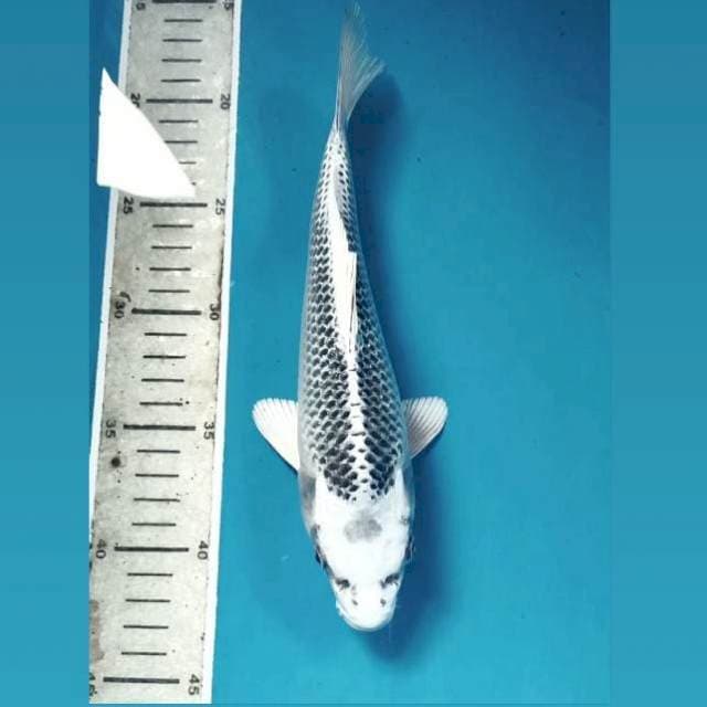 Kin Matsuba, 25 cm
